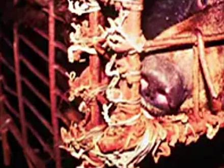 蒙昧无知人的中药库,《海豚湾》的姊妹篇,暗访4年活熊取胆! #国内#活熊取胆 #纪录片 #纪实 #解说