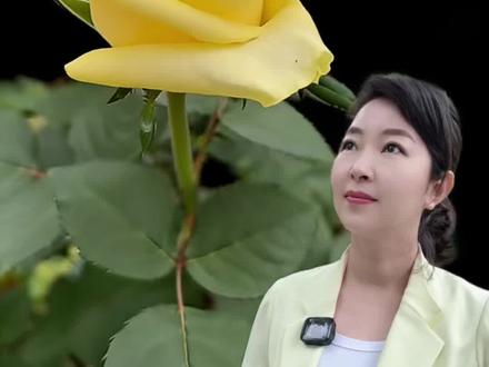 云南交接“文秀”月季给广西 3月18日,云南正式把“文秀”月季种苗交接给广西,广西大地上将盛开“文秀”,是思念是铭记是传承。#云南 #广西#黄文秀 #月季 #花卉