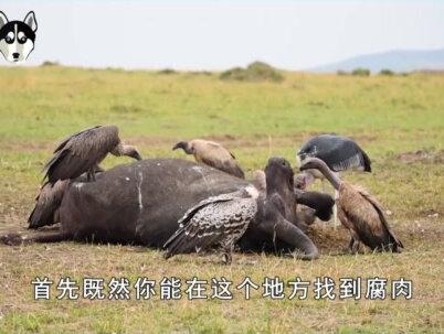 既然高温能杀死细菌,为什么煮沸后的腐肉仍然不能食用? #腐肉 #科普 #涨知识 #食品安全 #细菌