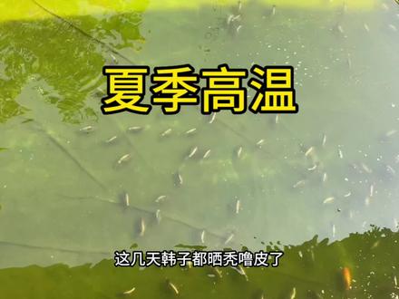 夏季高温,养金鱼得注意些什么? #养鱼人 #传统金鱼 #鹅头红 #王字虎头 #丹凤金鱼
