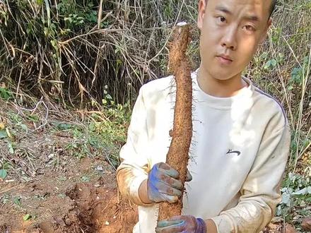 粉丝包坑第九期一共23斤也是给这位总裁拿下了#野生山药#风铃山药