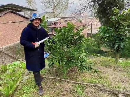 柑橘小树修剪 #柑橘修剪