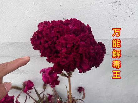 原来被蜈蚣咬过的万能解毒王,了解它的用途特别厉害,赶紧认识下