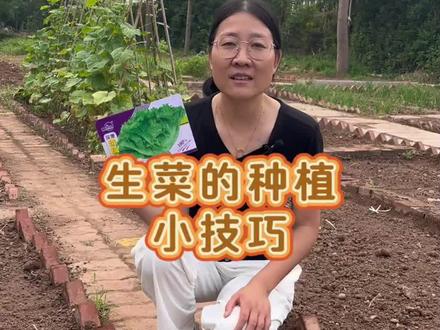 生菜怎么种出苗齐出苗快?#生菜种植