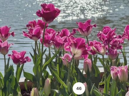 波光粼粼 #调色 #调色教程