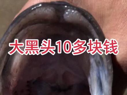 这大黑头鱼才15米一斤,这条黑头鱼三斤多,不过鱼籽就得半斤多 。 太可惜了,一肚子鱼籽得生多少条鱼啊。