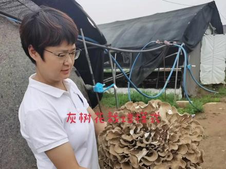 栗磨,灰树花,舞茸不同栽培模式。#食用菌产业