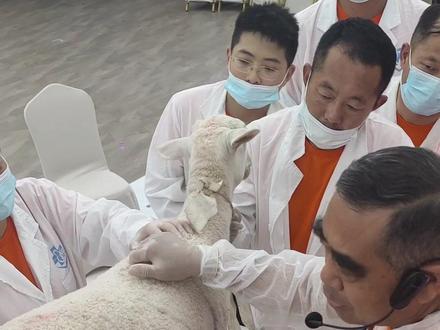 牛羊疾病临床兽医特训营上,谷老师讲牛羊十二指肠的听诊!#养牛 #养羊 #养羊人 #农村养牛