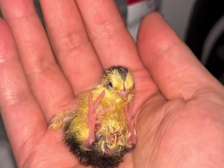 没有孵化器我也能孵蛋!#抖音生活观察计划 #孵化 #鹌鹑 #小鸡 #孵化小鸡