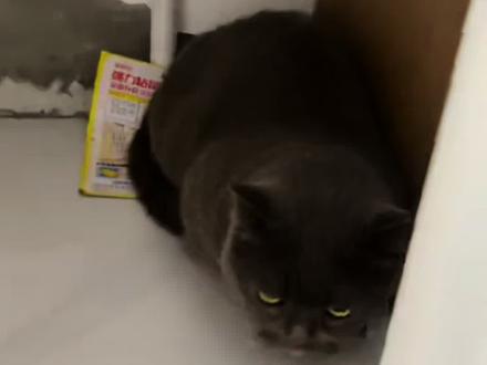 今天店里的灰灰小朋友意外的踩中了我放置在仓库里的粘鼠板,正好教下大家这种意外发生的时候怎么处理,快来学起来吧!
#猫咪#猫咪踩到粘鼠板 #宠物护理#狗狗不小心踩到粘鼠板怎么办