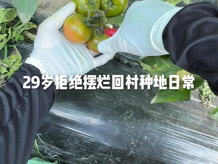 广阔天地大有所为!#新农人 #西红柿 #我的乡村生活