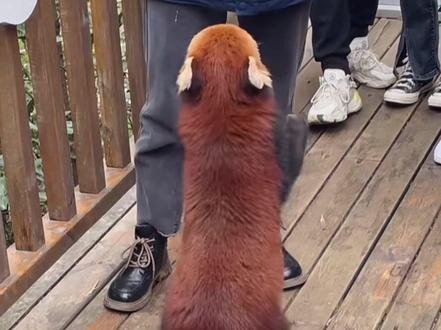 小熊猫科普时间到咯#小熊猫 #动物科普 #科普一下 #动物 #治愈动物