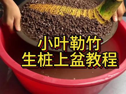 小叶簕竹生桩的种植方法#盆景 #小叶簕竹 #风化土 #生桩种植