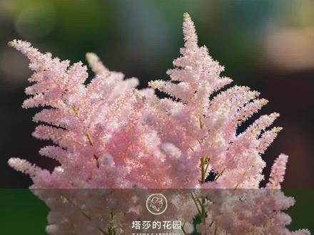 5个问题教会你,收到手的落新妇应该怎么养护?#花卉绿植 #落新妇 #塔莎的花园 #阳台种花 #爱生活爱养花