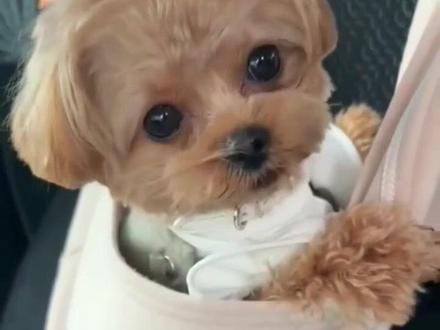 狗语翻译教学:我这么可爱,你不要?你要什么?要饭去吧! #第一次见这么可爱的泰迪 #这也太可爱了吧 #狗语翻译器 #可爱狗狗搞笑视频 #狗语教学