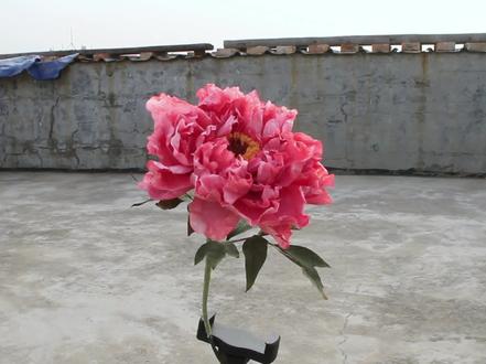 用纸巾做一朵美丽的牡丹花,纸艺花纸巾牡丹花教程 #手工花制作 #纸艺花 #手工教程 #手工花 #变废为宝手工