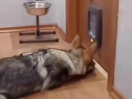 狸花猫的战斗力究竟有多强?#动物也是有灵性