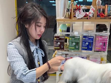 狗狗打结怎么办?毛发如何开结,完整版开结教程来啦 #宠物美容培训 #宠物开结 #我和宠物日常 #宠物美容造型 #宠物美容培训学校