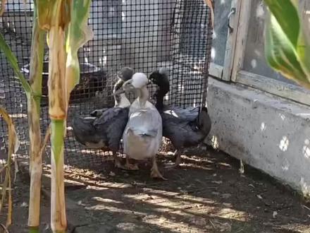 终于淘到了心心念的凤头鸭种蛋,让我们一起见证凤头鸭的发育吧,#凤头鸭 #种蛋