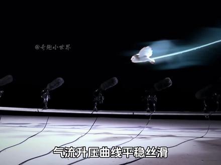 同样时鸟,为什么猫头鹰飞行时没有声音?被它锁定的动物可太惨了 #动物世界 #猫头鹰