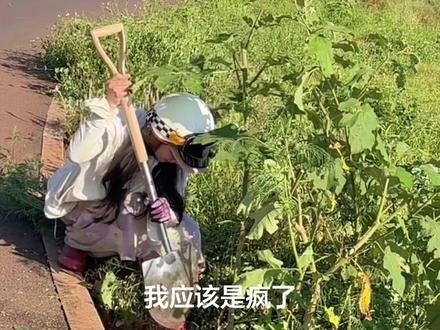 头晕是正常的,顶着38度高温🥵天气去挖这托鲁巴姆树、这破玩意你就挖吧!一挖一个不吱声.#今日份田间快乐 #嫁接茄子🍆,#托鲁巴姆#日常vlog #野茄子