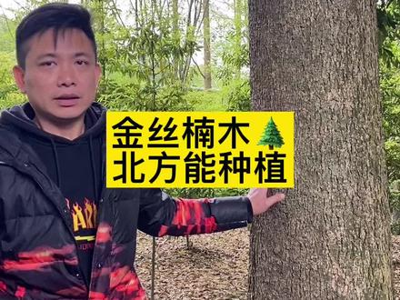 北方的朋友担心金丝楠木树苗难成活可以培育种子#金丝楠木 #金丝楠木种子 #农业种植