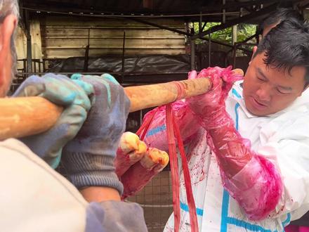 母牛盆骨过窄难产 #畜牧业 #兽医#沉浸式观看乡村兽医的一天