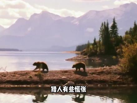 猎人带着猎犬紧追不舍,熊妈妈只能一路逃命,熊宝宝却被猎人抓走 #棕熊 #人熊传奇 #熊宝宝