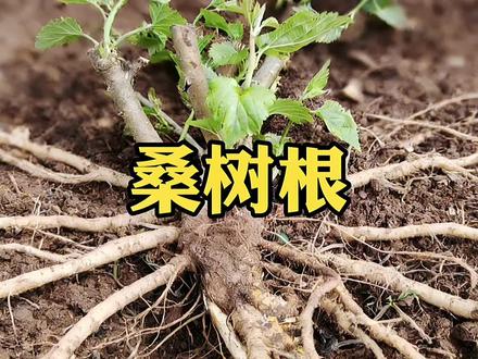 听故事学中药桑树根。 #桑树根#植物科普 #民间故事 #古人的智慧