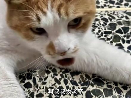 那应该叫什么呢#猫咪 #猫 #ai #艾特你想艾特的人 #抖音二创激励计划