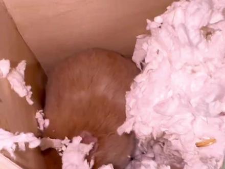 仓鼠宝宝能一直跟妈妈住吗?答案很多人错! #仓鼠 #仓鼠宝宝 #小仓鼠 #宠物