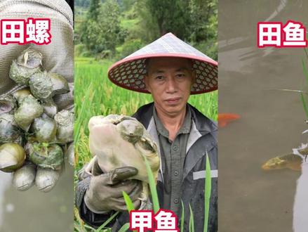农户稻田里养甲鱼 田螺 田鱼,一亩田可以收益一万元!“甲鱼能卖到150元一斤 销往杭州 上海等”#农业 #稻鳖共生 #稻田风光 (供稿:云和融媒)(编辑:吴佳旎 责编:叶雯 审核:叶阳辉 监制:叶筠 郑晓峰)