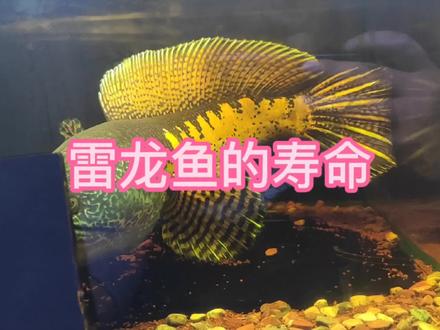 #雷龙鱼 #黄金眼镜蛇雷龙 #巴卡雷龙 雷龙鱼的寿命