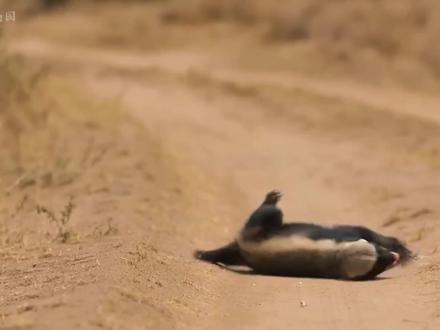 平头哥被黑曼巴咬伤,一路寻找只为报仇#平头哥 #蜜獾 #黑曼巴 #青年创作者成长计划 #动物世界