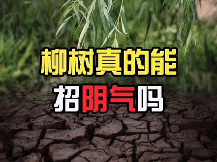柳树真的会招来“阴气”吗?如何用科学解读“阴气”?#生物鉴定 #柳树 #涨知识