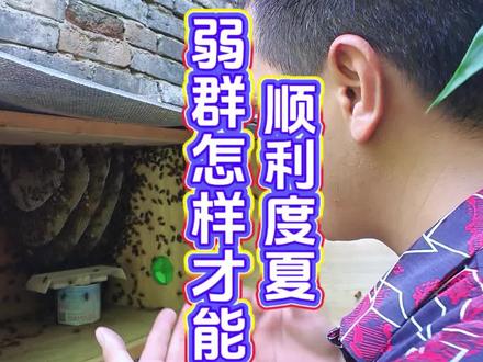夏季高温,蜂群断子了怎么办 #度夏 #花蜂浆 #夏繁