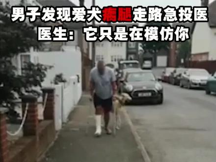 让我康康这次哪只狗最沙雕#趣味科普 #沙雕日常 #狗子的沙雕日常