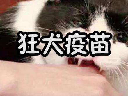 狂犬病没你想的那么严重,正确认识狂犬病,正确处理就好啦。#萌宠出道计划 #养宠进阶指南 #萌宠出道练习生