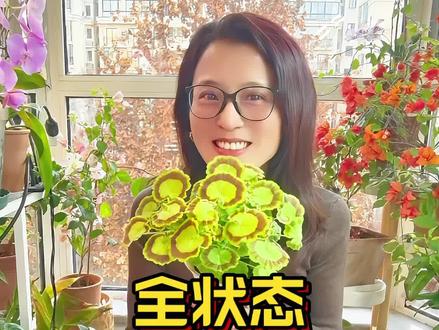 来看看我的超美奎尔特夫人吧#天竺葵 #天竺葵怎样养护