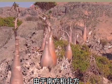 简单了解世界各国——也门#看世界 #涨知识 #地理 #历史 #国家