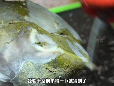 巨型大黑牛的蹄子怎么修理!# #修理#水杨酸粉#牛蹄#解压#动物