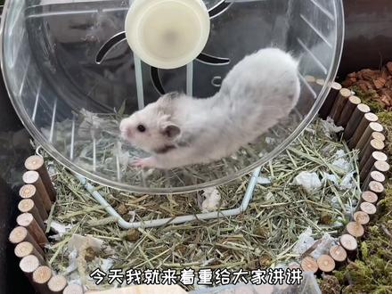 #养鼠日常分享 #金丝熊 论如何得到一只小胖子🐹