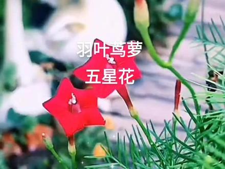 适合懒人种的爬藤植物 羽叶茑萝也叫五星花,不用牵引自己就能爬满墙,它是多年生藤本植物,种一次年年有花看哦!#一起养花 #捕捉身边的花草 #爱生活爱养花 #一花一草一世界 #养花人的乐趣