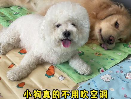 有了这个冰垫,夏天都不用给狗开空调了!#宠物冰垫 #宠物凉垫