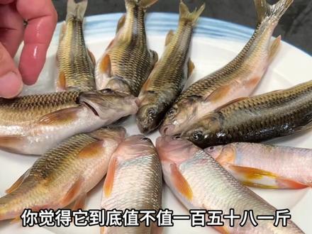 同一条鱼,有人说它是“淡水极品”,有人却骂它是“腥味炸弹”,还不如鲫鱼。更离谱的是它长到一斤要十五年,市场上卖到一百五十八一斤,鱼卵还有毒。我就想问问,这鱼到底值不值得吃?#科普 #生物科普 #溪石斑