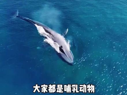 蓝鲸:你多大?我多大啊?!#鲸鱼 #海洋生物 #动物
