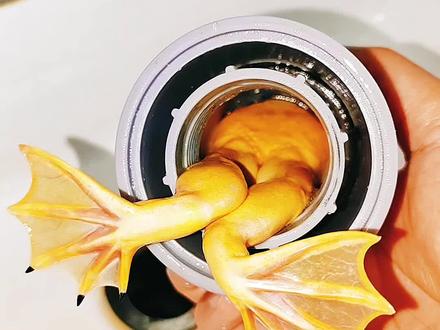 你看见蛙妈妈了吗?它不见了!#金蟾#青蛙 #癞蛤蟆