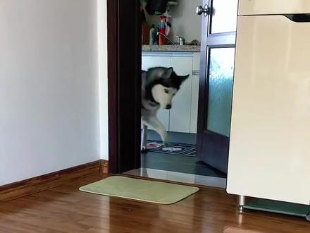 这种狗咬人吗?#狗狗 #中华田园犬 #科普