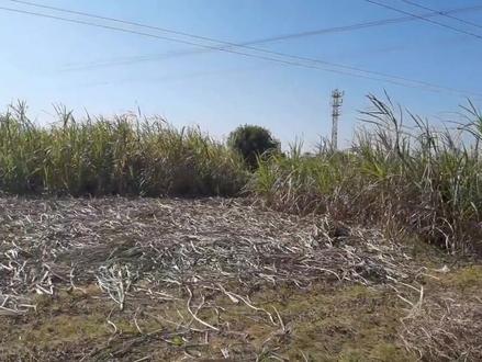 广西农户种植甘蔗,一亩地10吨,一吨四五百元,一亩地收入5000元#三农 #农忙秋收 #抖音助农 @抖音小助手