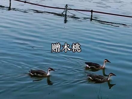 锁麟囊|经典京剧选段,国粹就是国粹~百听不厌~ 《锁麟囊》 讲的是富家女薛湘灵出嫁时赠囊助人,六年后落难被受助者报恩团圆的故事。 清代登州富家小姐薛湘灵出嫁,途中遇雨在春秋亭避雨,听见旁边贫女赵守贞因嫁妆寒酸哭泣,薛湘灵同情她,把装满珠宝的锁麟囊悄悄送给她,没留姓名就走了 。六年后登州发大水,薛湘灵和家人失散,流落到莱州,生活所迫去当地富户卢家当了保姆,照顾小少爷天麟 。薛湘灵在卢家小楼上发现了当年自己送出的锁麟囊,忍不住哭了。卢家夫人正是当年的赵守贞,她一直供着锁麟囊感恩,认出薛湘灵后立刻报恩,帮薛湘灵一家团圆,两人结为姐妹 。 这戏告诉咱们人情冷暖虽无常,但善良和感恩能改变命运,富贵不一定长在,积德才是根本 。一个绣囊,藏尽人间悲欢;一念善举,换来两世圆满。人生无常,富贵如烟,唯有刻在心底的恩义,能渡一切苦厄。看尽炎凉世态,方知这出戏为何暖了百年人心:它让相信‘善有善报’不再是一句空谈。这出戏,唱的是世事沧桑,演的是人性光辉,品的却是‘但行好事,莫问前程’的古老智慧。
它轻声道来:真正的财富,不是你曾拥有什么,而是你愿意付出什么。一只囊,两个人,命运交错,一份恩,十年寻,初心不改。#万般滋味皆是生活 #京剧 #锁麟囊 #国粹京剧 #用抖音记录人生